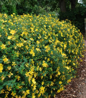 Hypericum inodorum 'Hidcote'